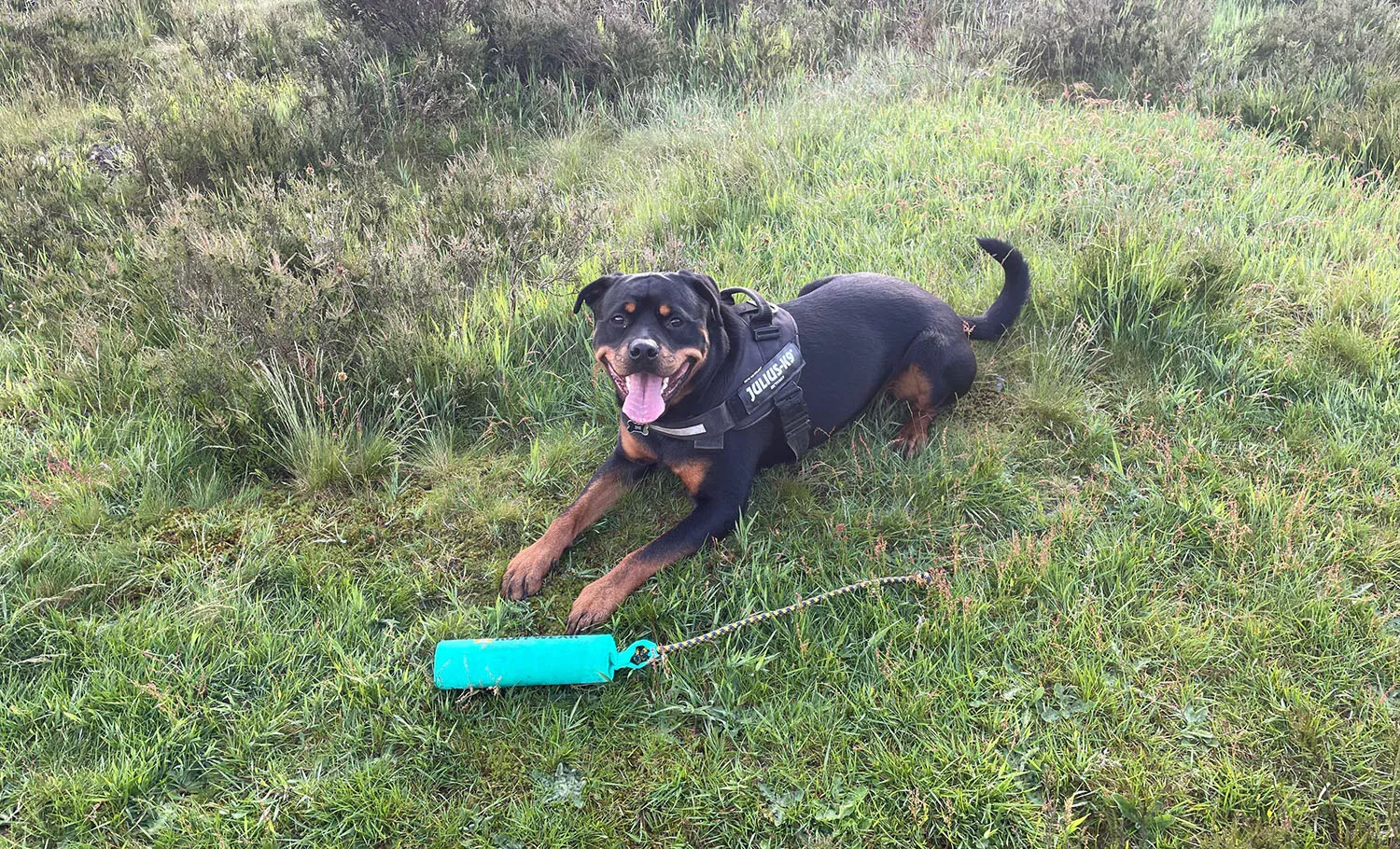 jake with his toy 