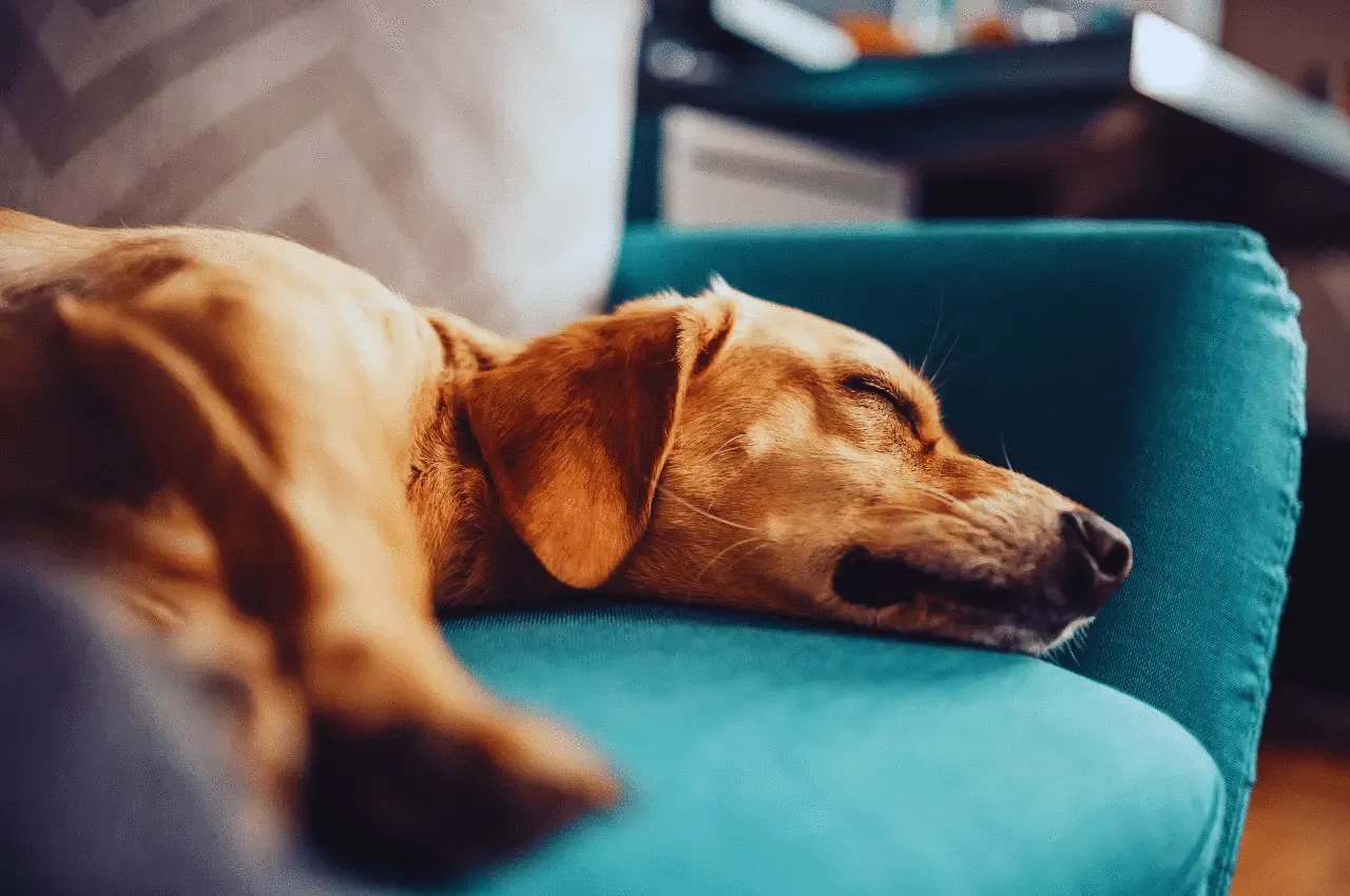 Poisonous Foods For Dogs