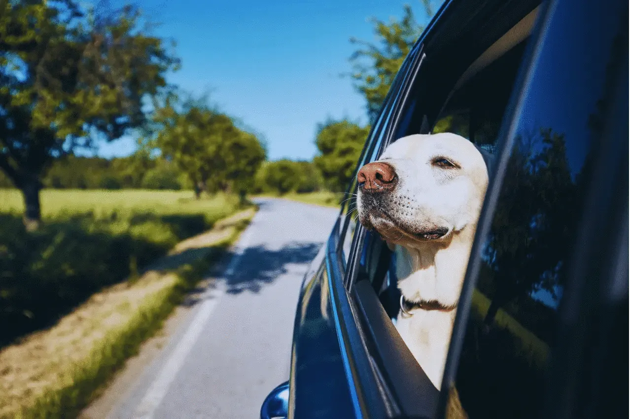 Poisonous Foods For Dogs