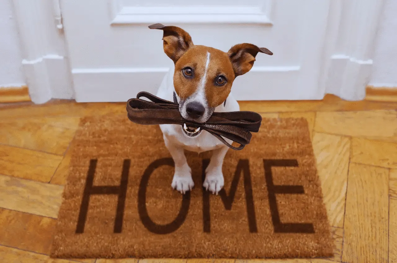 Poisonous Foods For Dogs
