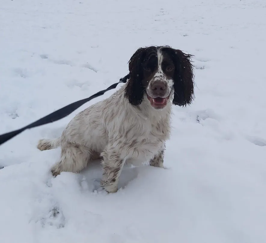 reggie in the snow