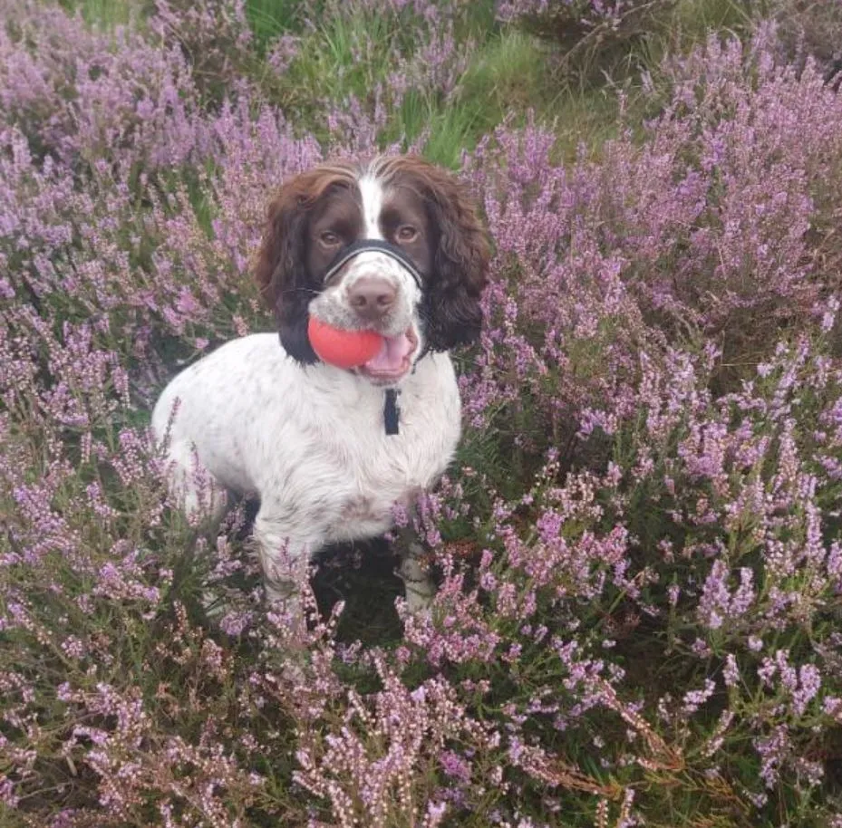 reggie in the heather