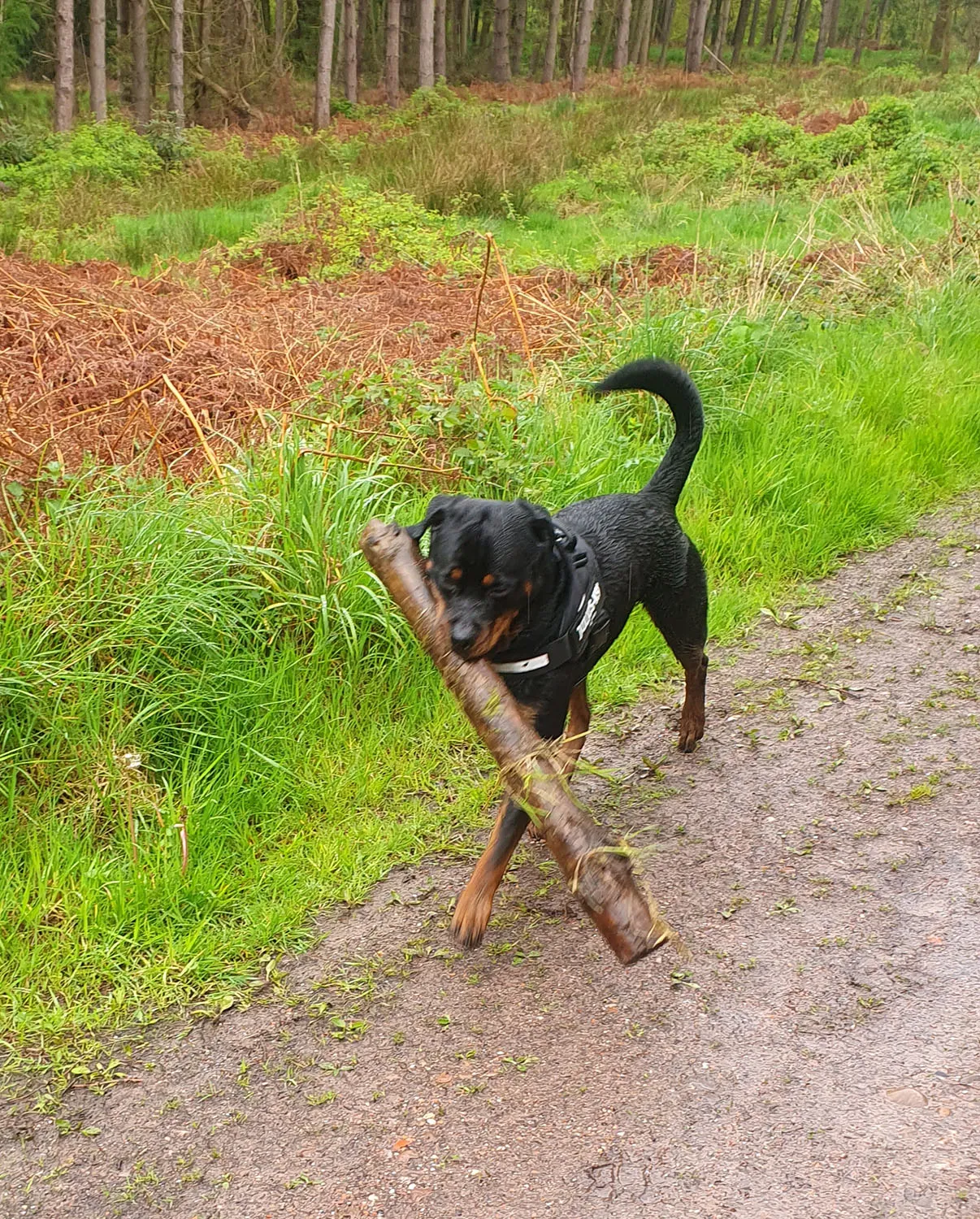 jake with a huge stick
