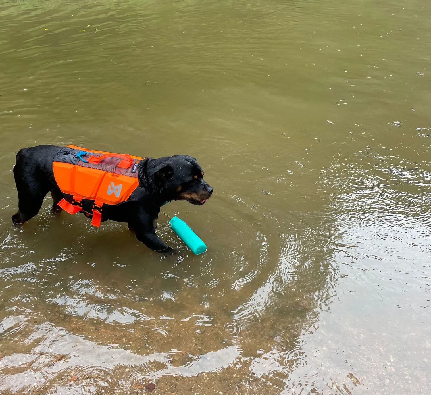 jake in the water