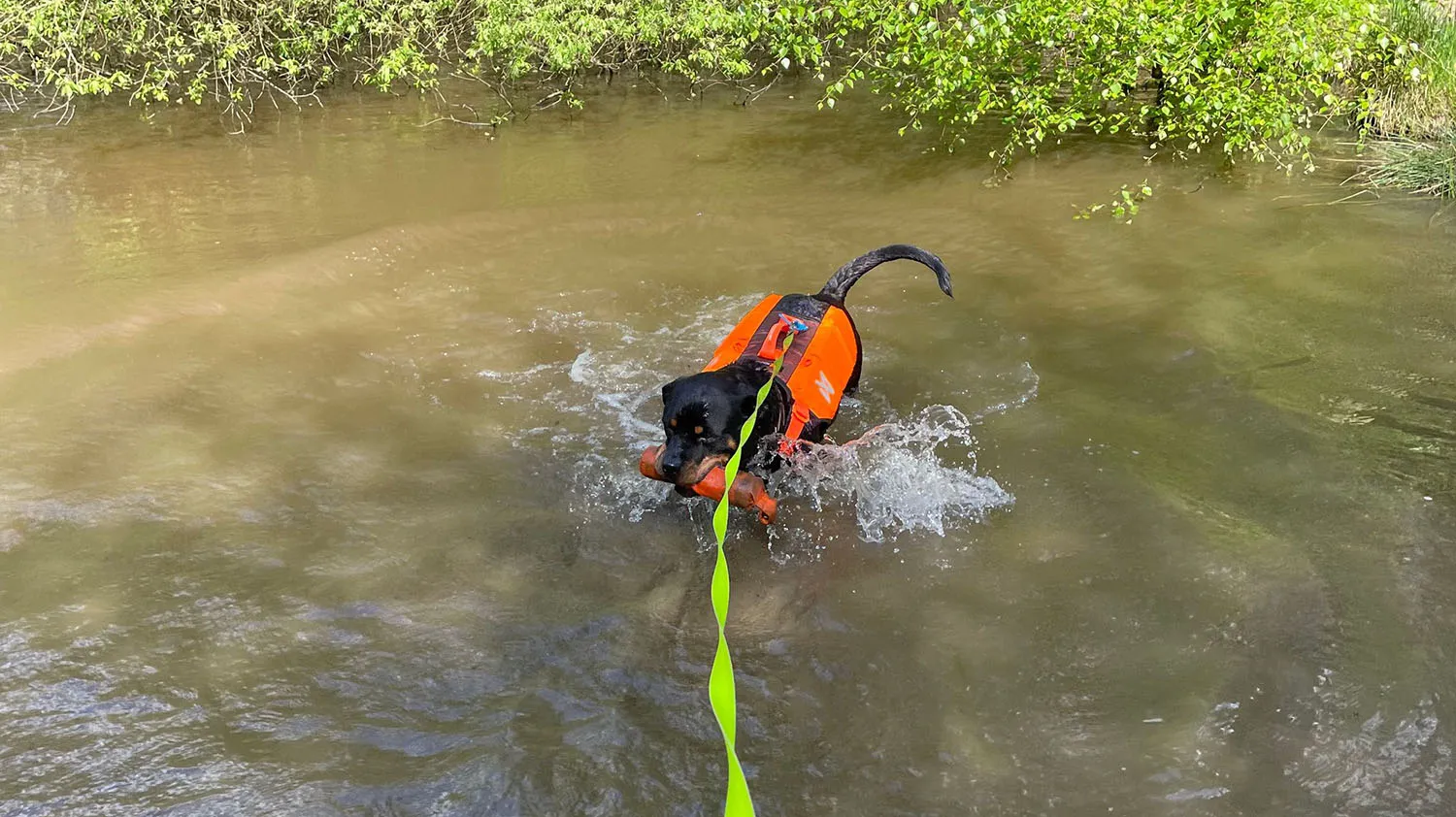 jake swimming