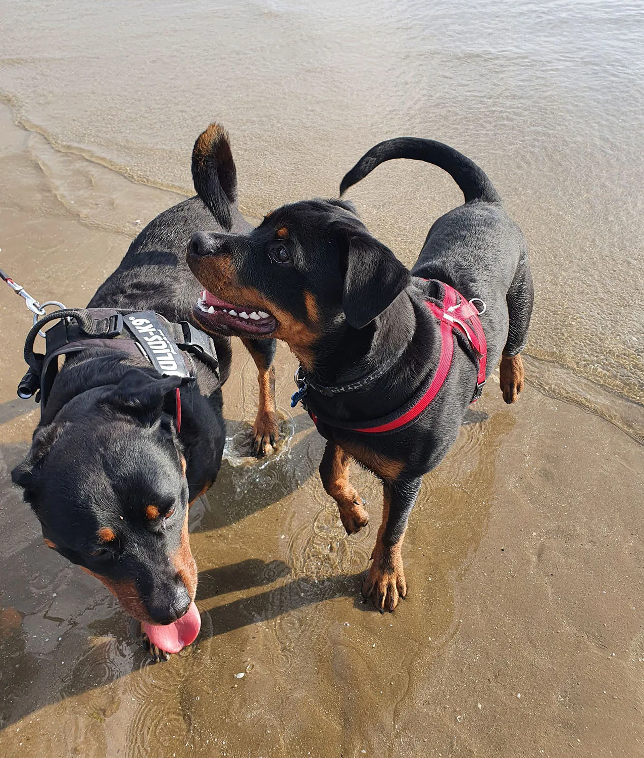 jake daphne in the sea