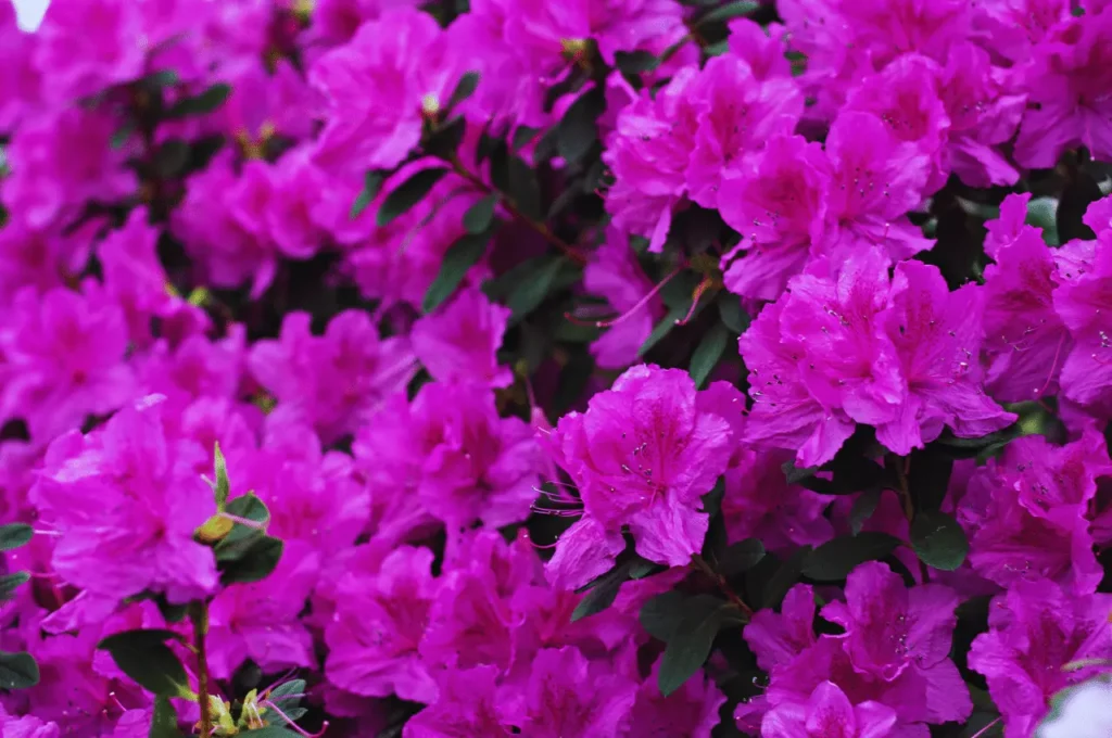 Poisonous Plants For Dogs