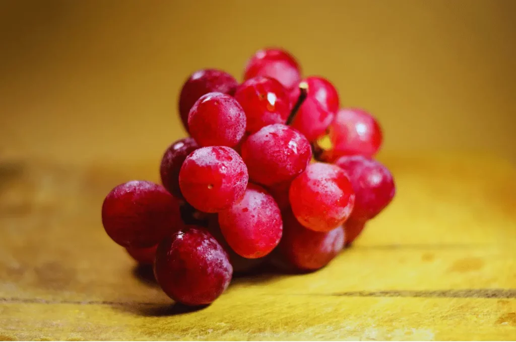 Poisonous Foods For Dogs