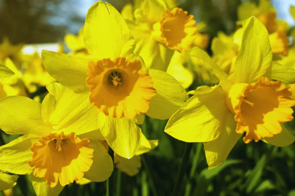 Poisonous Plants For Dogs