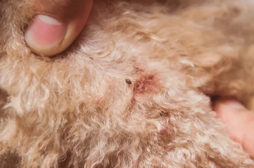 How to Get Rid of Fleas on Dogs