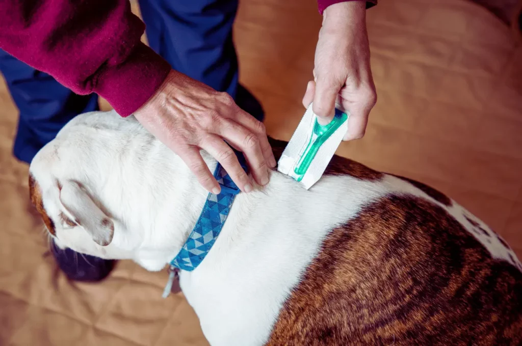 How to Get Rid of Fleas on Dogs