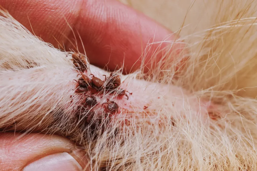 How To Remove A Tick From A Dog