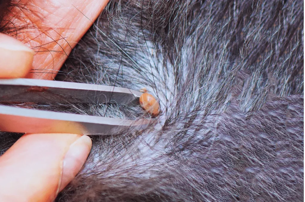 How To Remove A Tick From A Dog