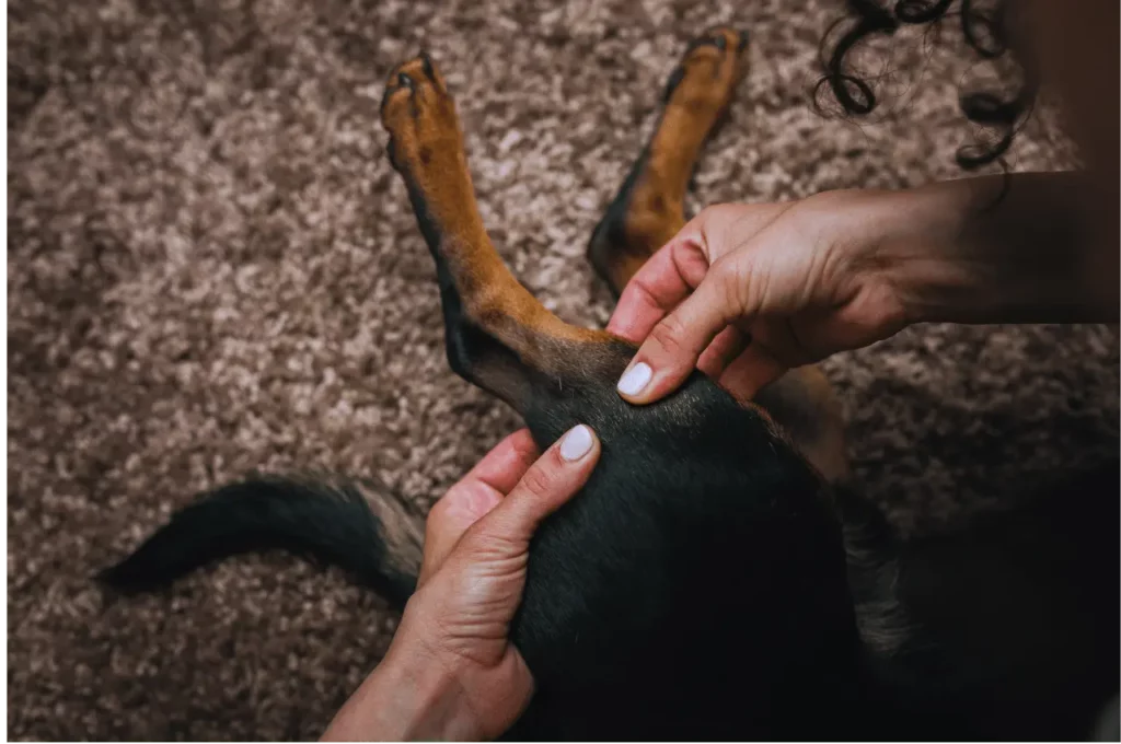 How To Give Your Dog A Massage