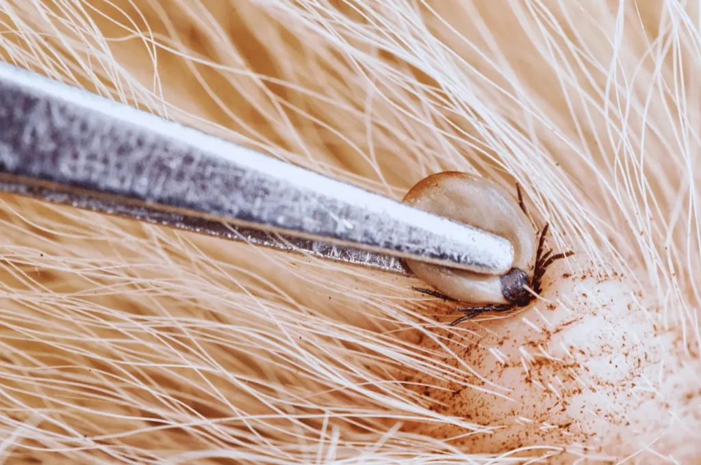 How To Remove A Tick From A Dog