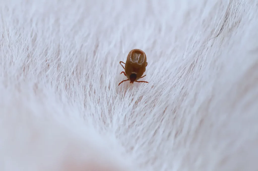How To Remove A Tick From A Dog