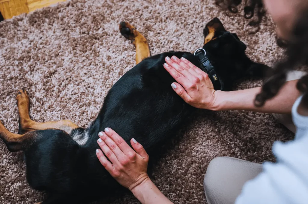 How To Give Your Dog A Massage