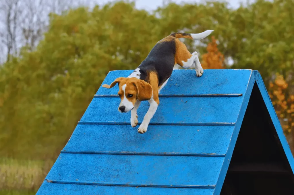 Brain Games For Dogs