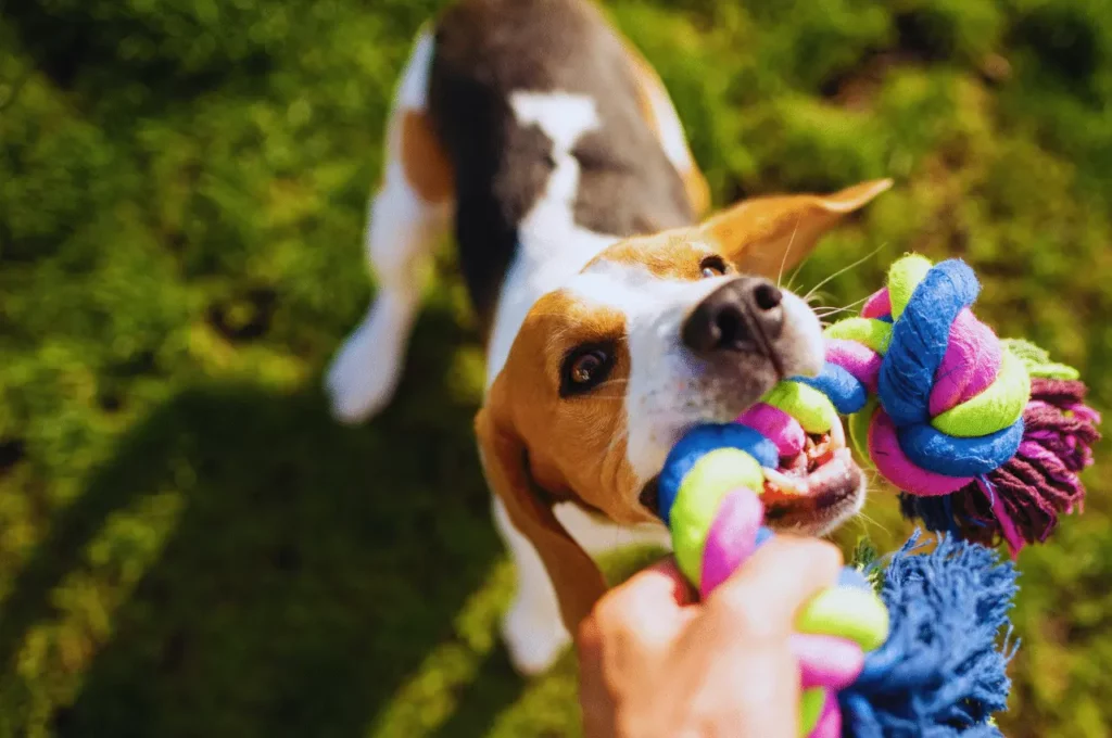 Brain Games For Dogs