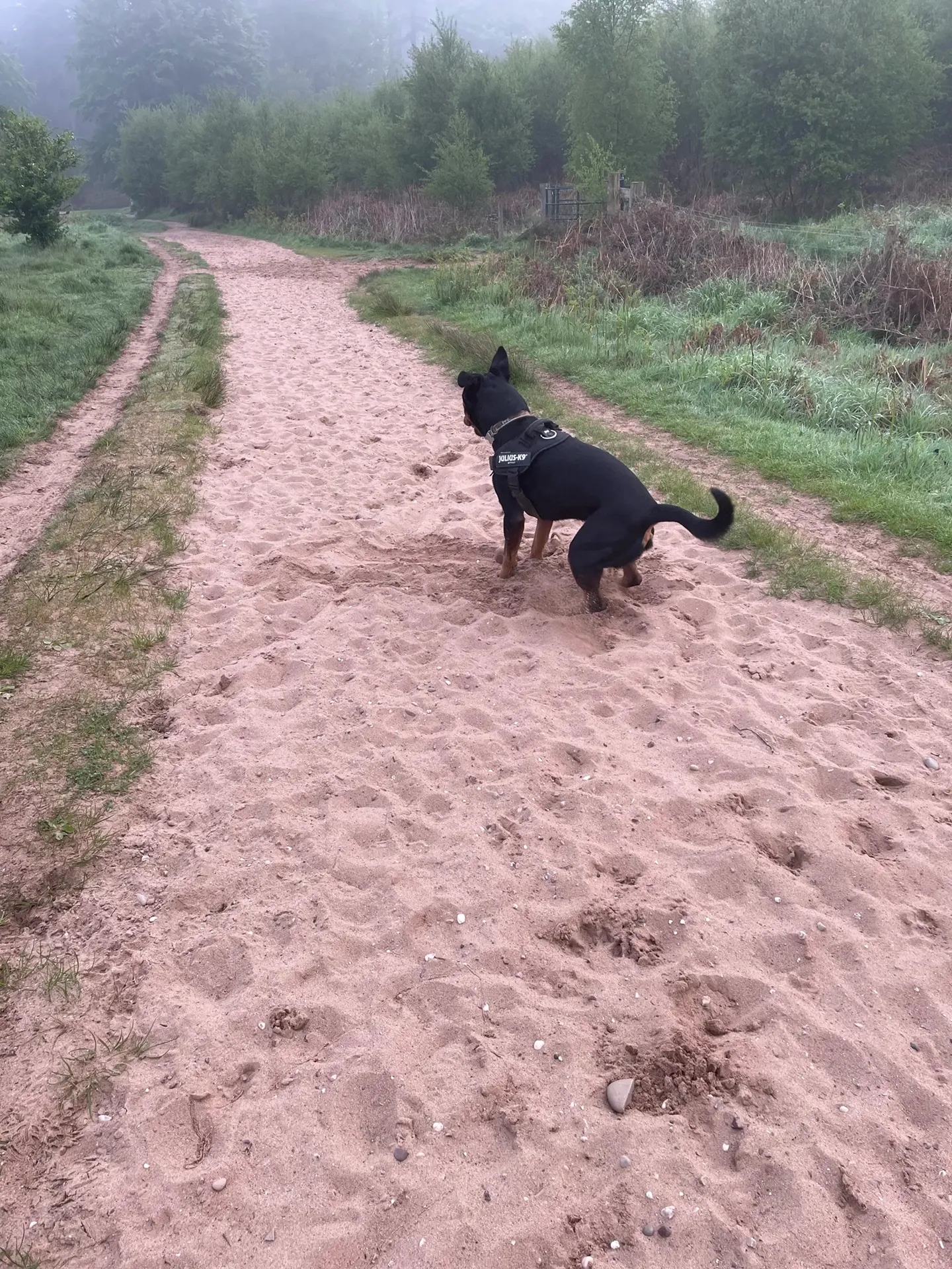 Jake playing in the sand