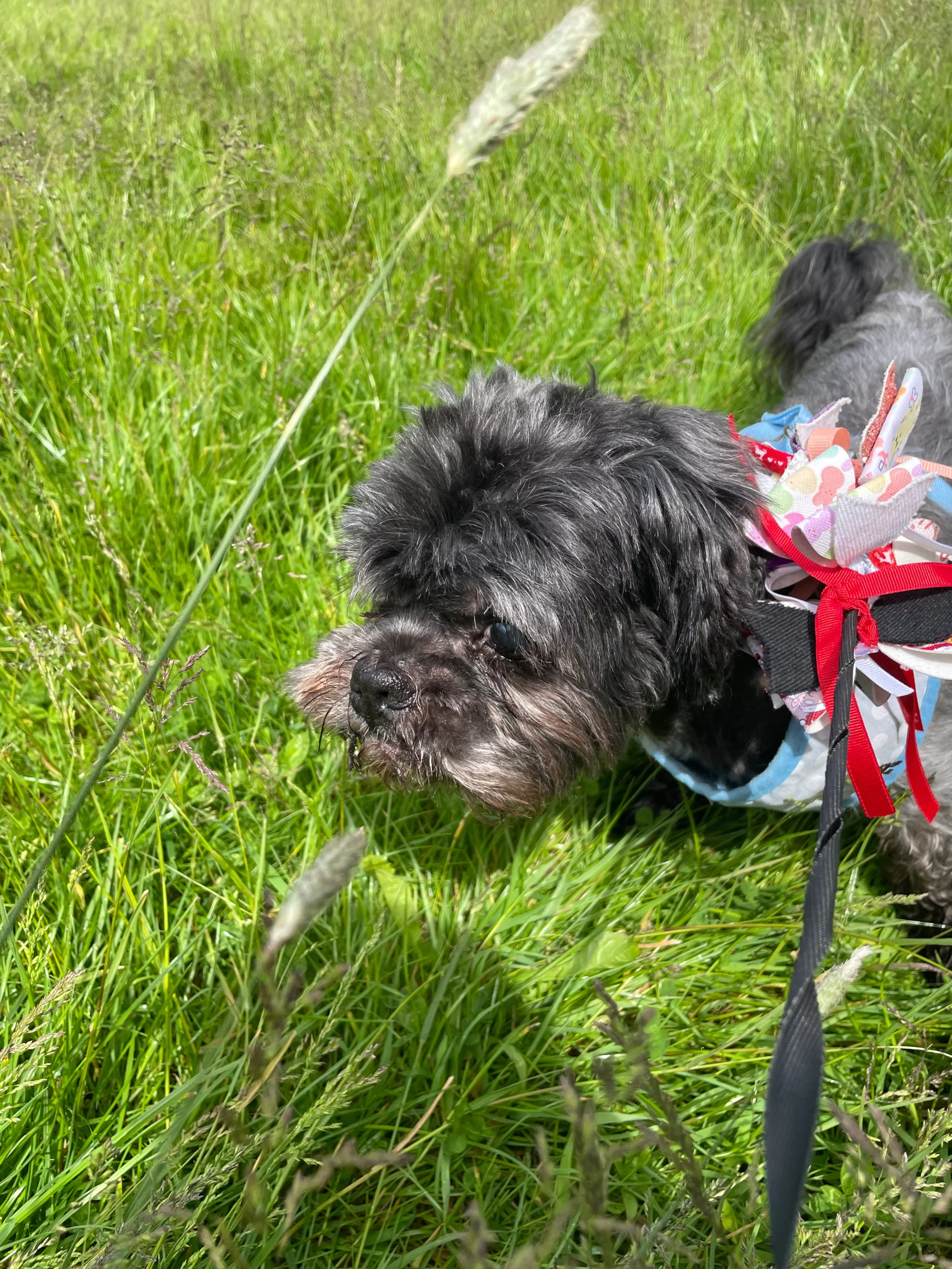 Gizmo playing in the grass