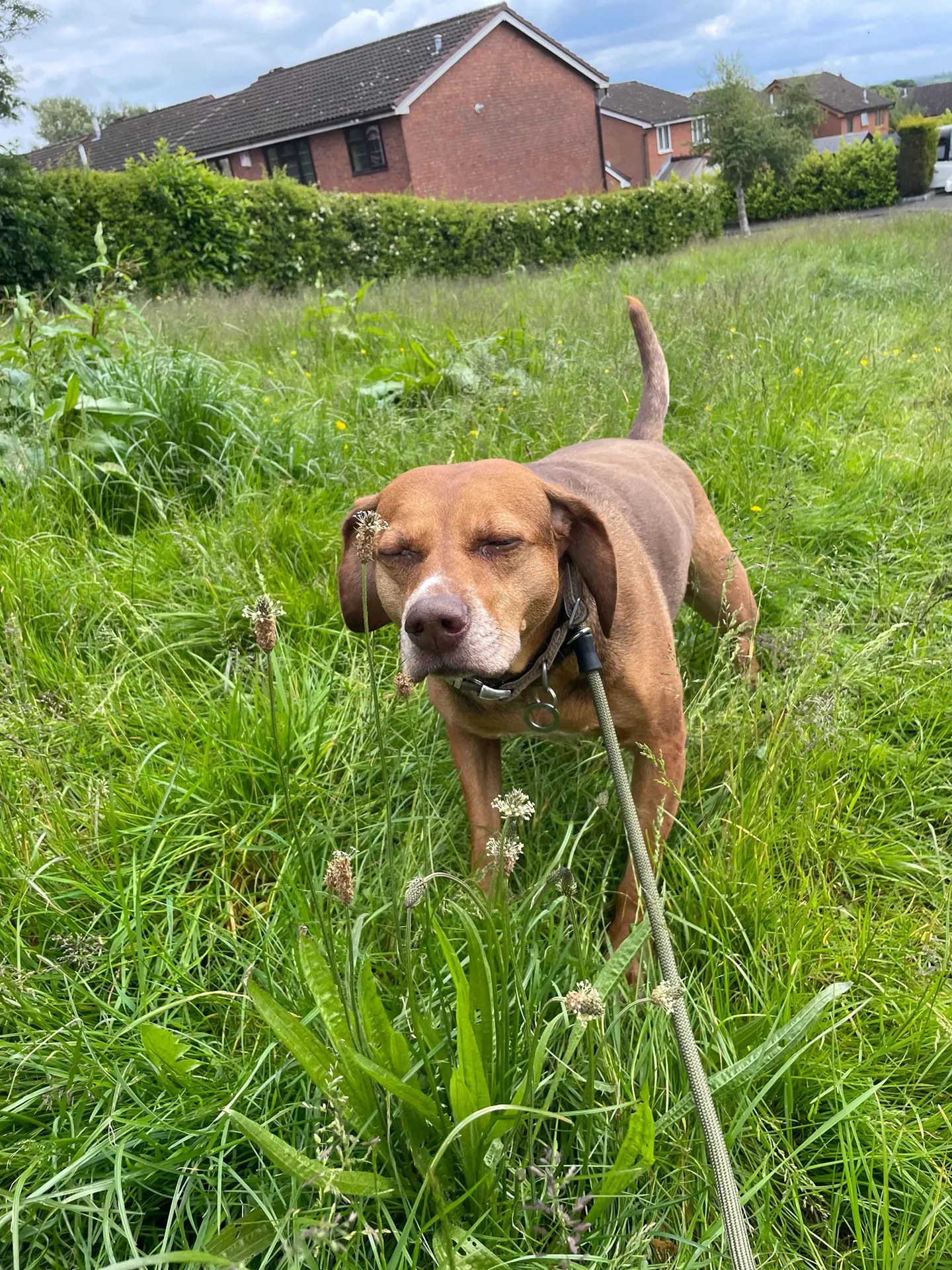 choco playing in grass