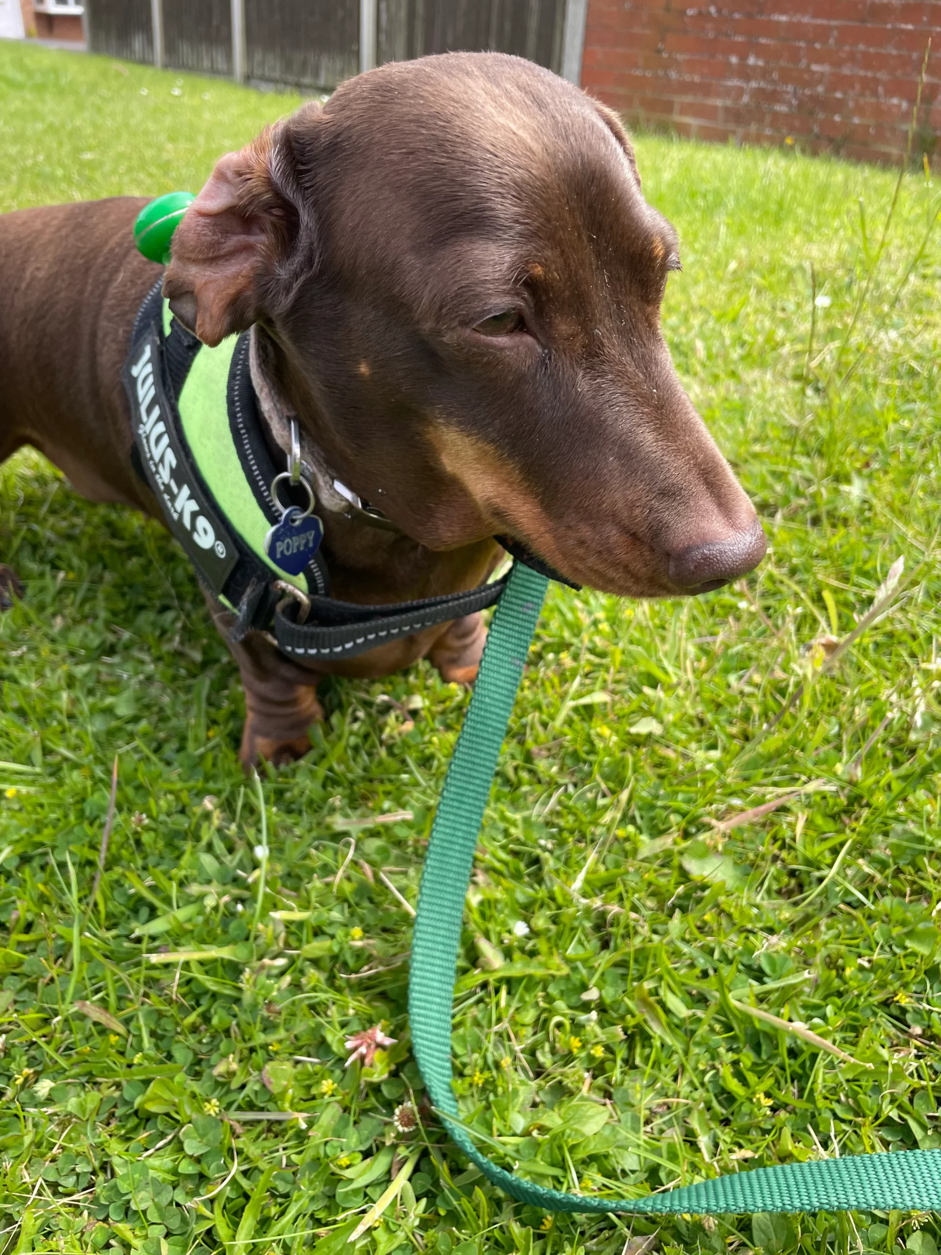 Poisonous Foods For Dogs