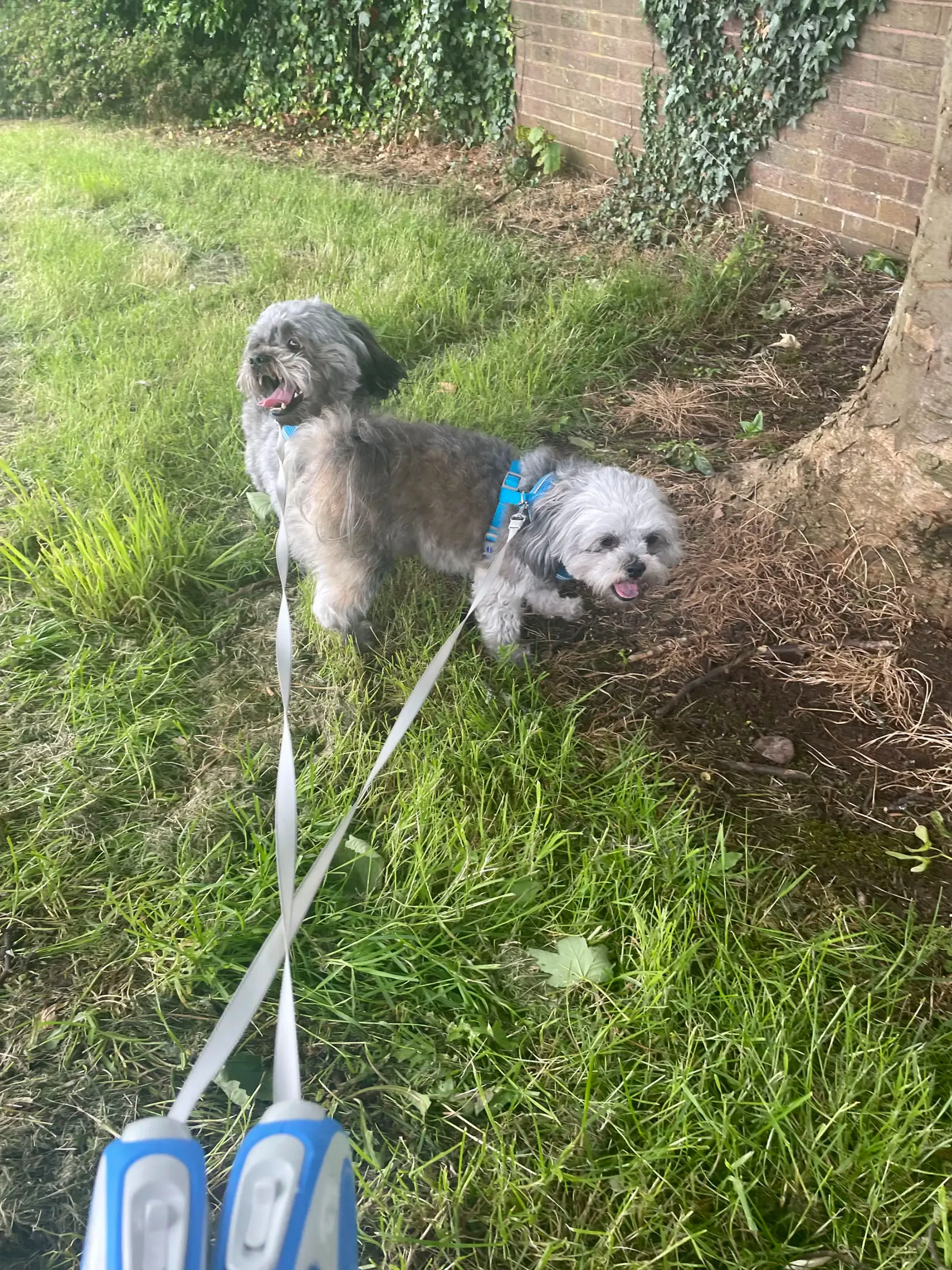 Gizmo playing in the grass