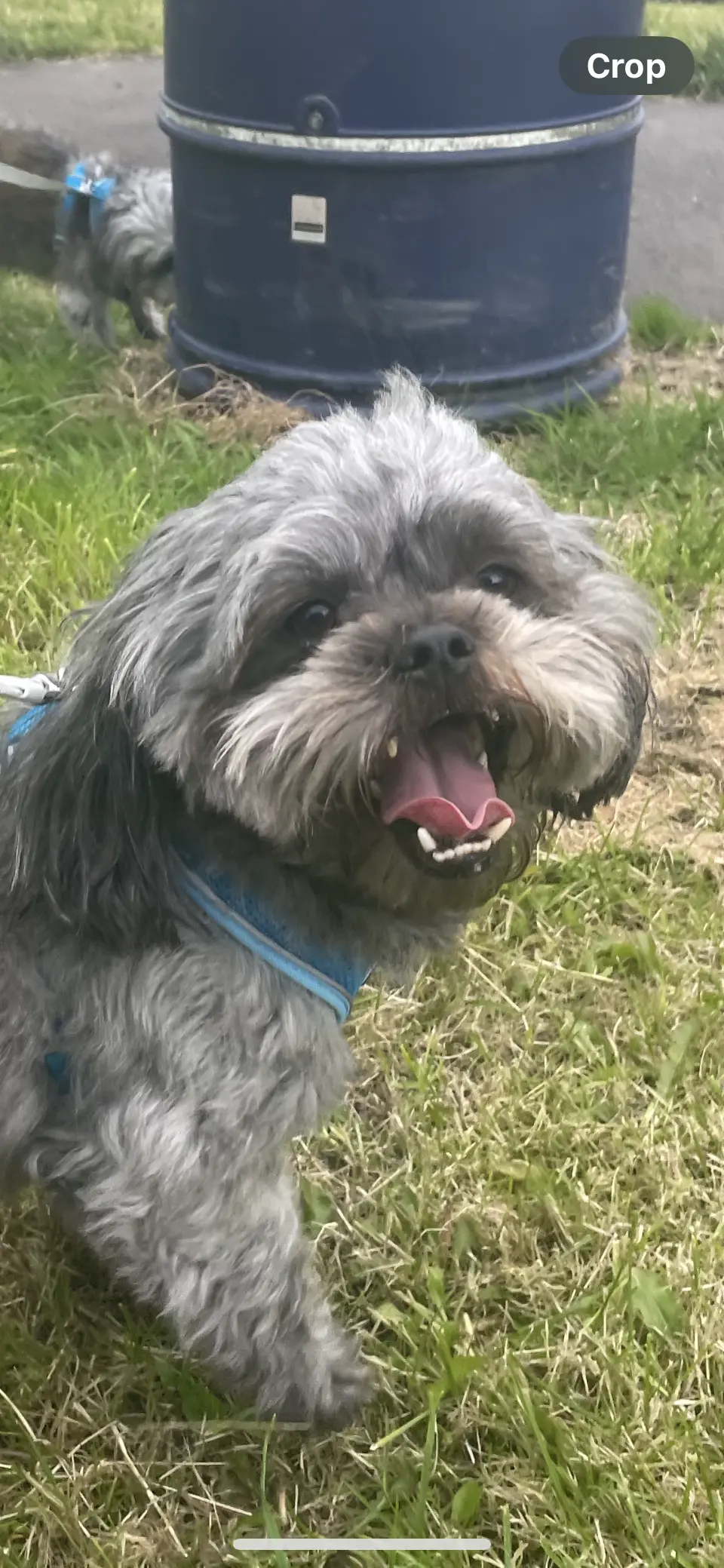 close up of gizmo