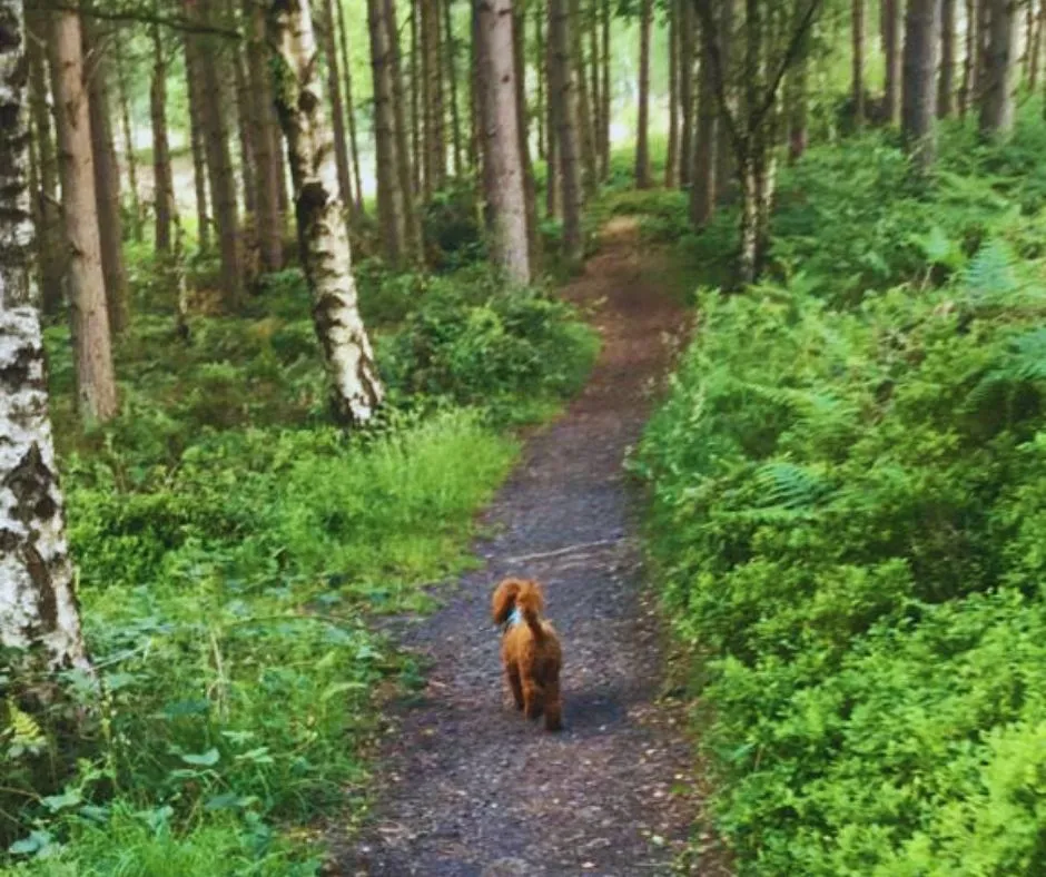 billy walking up the path